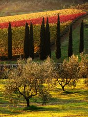 Chianti_003 An autumnal view of a multicolor vineyard in northern Chianti, near Florence