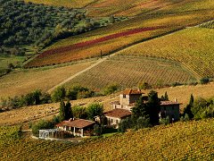 Chianti_005 A vineyard in Autumn close to Panzano in Chianti