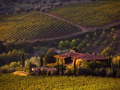 Chianti_007 A vineyard in Autumn close to Panzano in Chianti