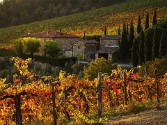Chianti_010 A vineyard in Autumn close to Radda in Chianti