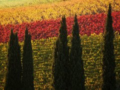 Chianti_004