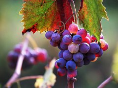 Grapes_001