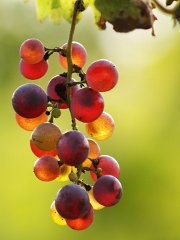 Grapes_002