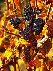 Grapes_004