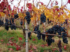 Grapes_007