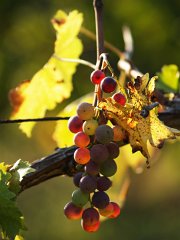 Grapes_010