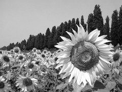 Tuscany_BW_004