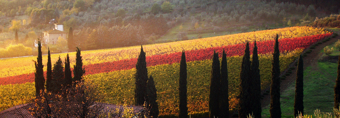 Vineyards in Tuscany near Florence